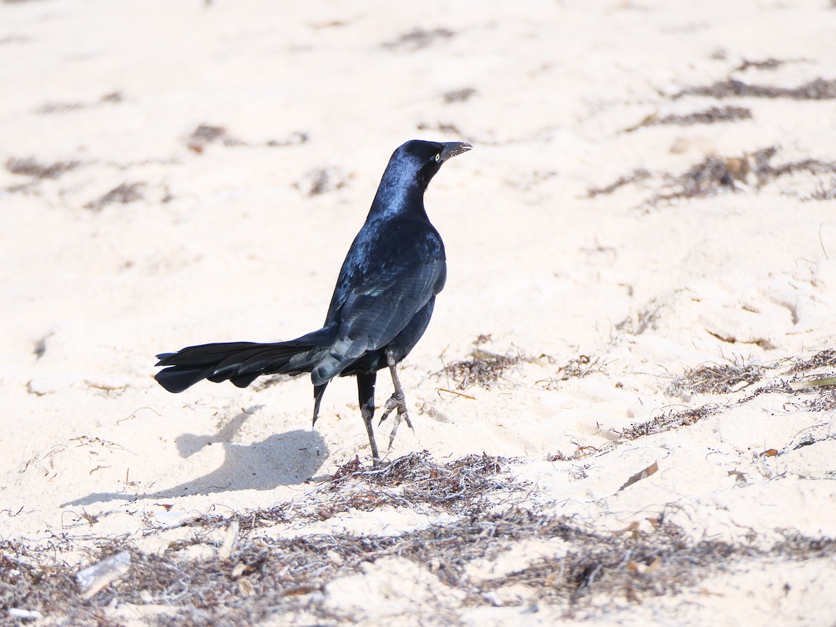 Great-tailed Grackle - ML512528751