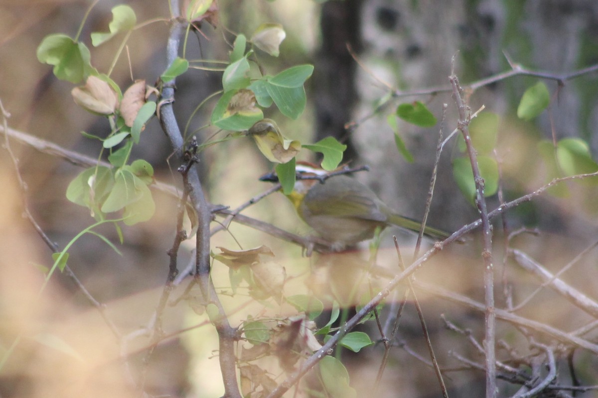 Rufous-capped Warbler - ML512529191