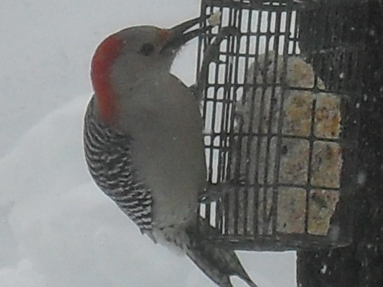 Red-bellied Woodpecker - ML51252921
