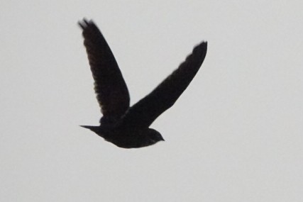 Short-tailed Nighthawk - ML512529531