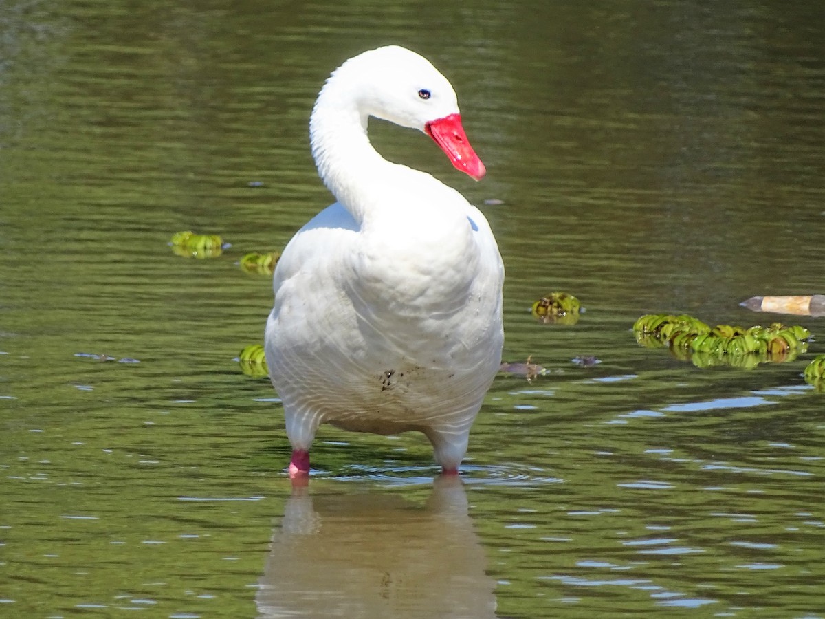 Coscoroba Swan - ADRIAN GRILLI