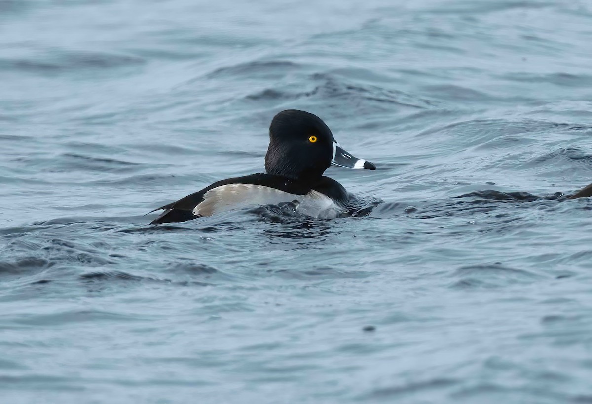 Ring-necked Duck - P Carl