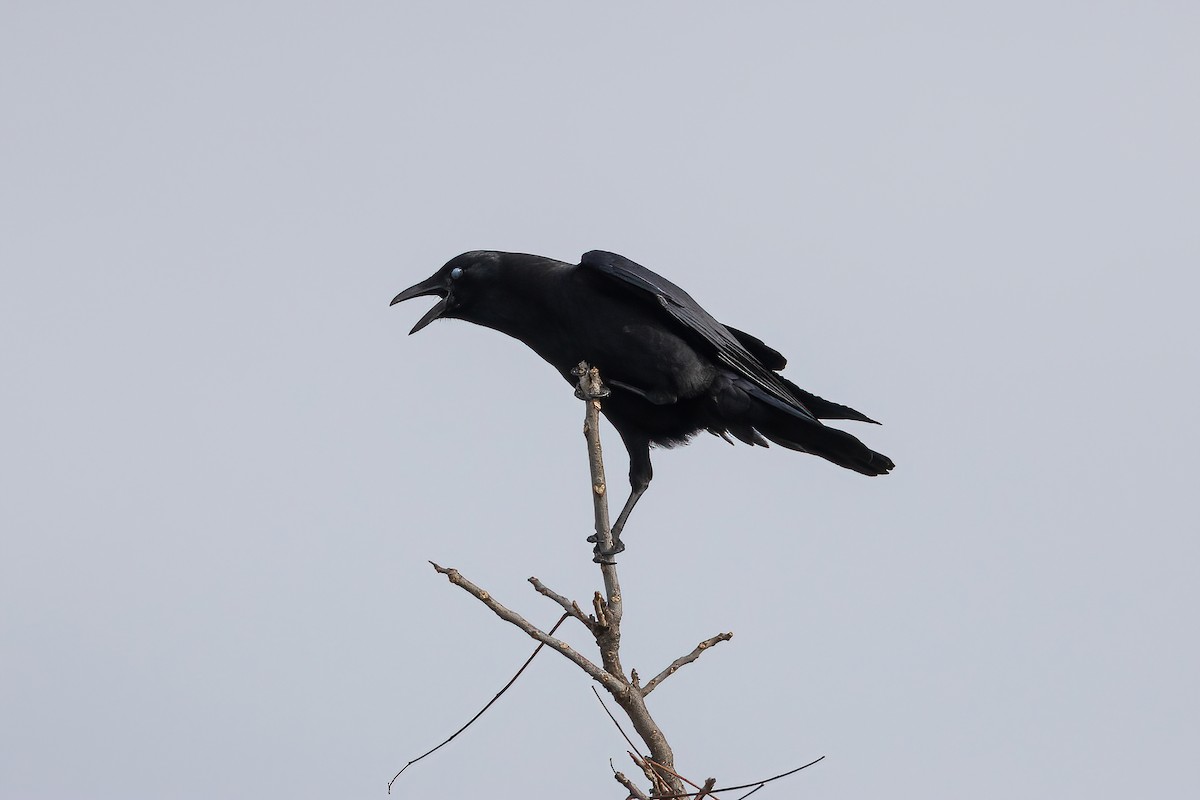 American Crow - ML512541301