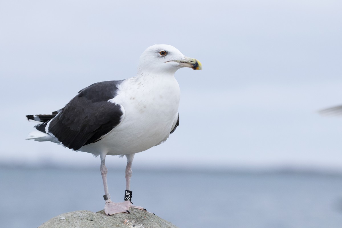 Great Black-backed Gull - Will Sweet