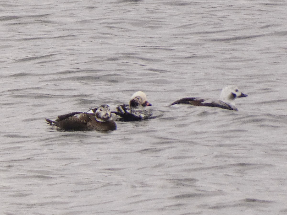 Long-tailed Duck - ML512545361