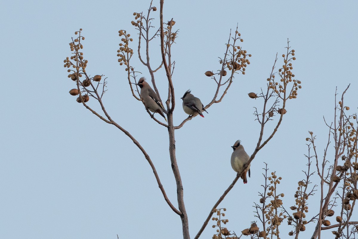 Japanese Waxwing - ML512547321