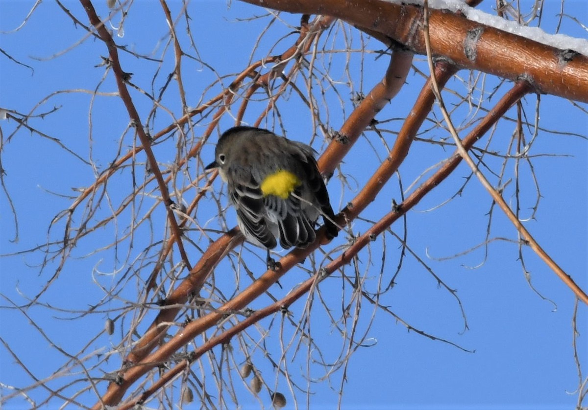 Yellow-rumped Warbler - ML512547391