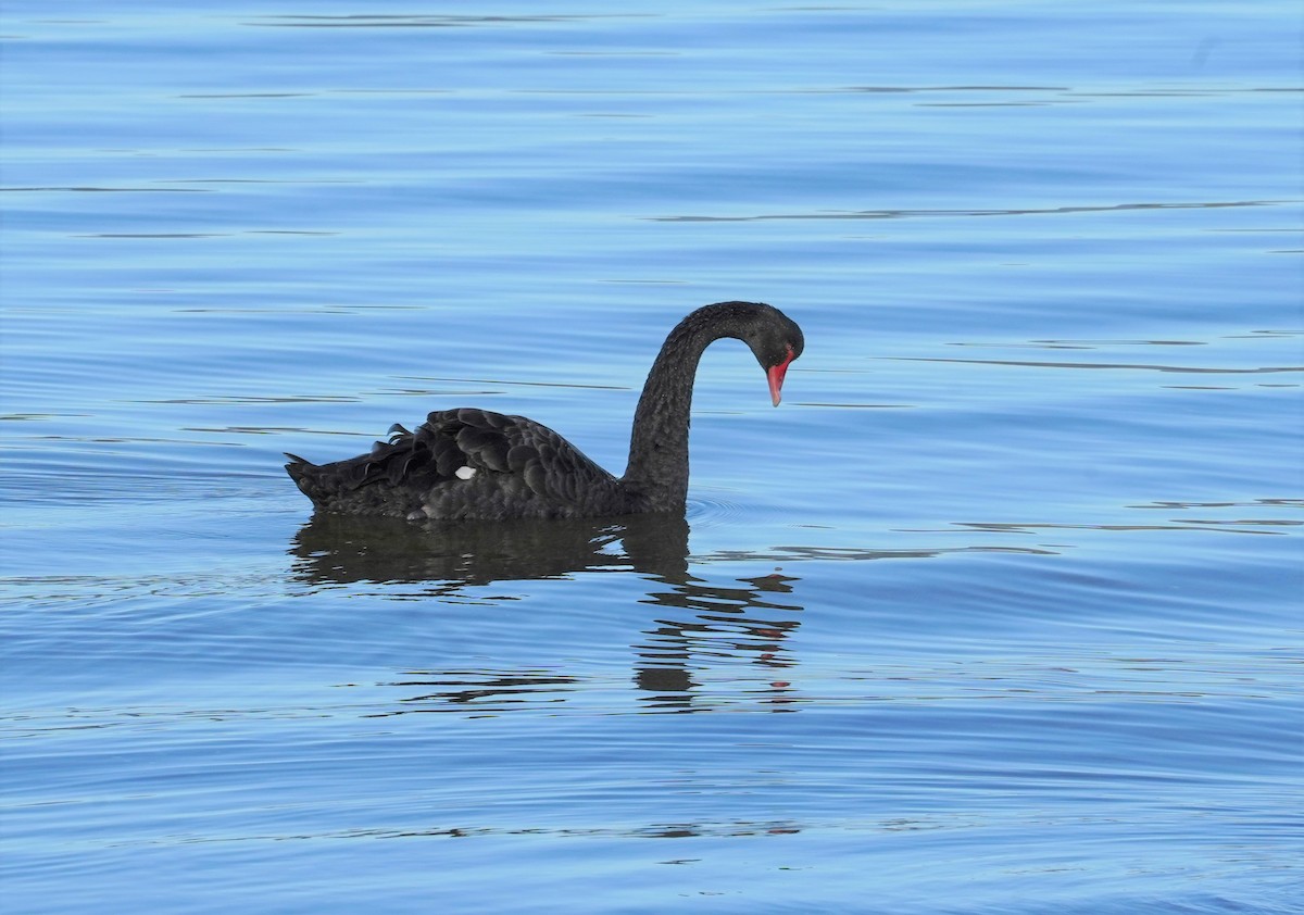 Black Swan - ML512548901