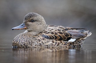 Gadwall