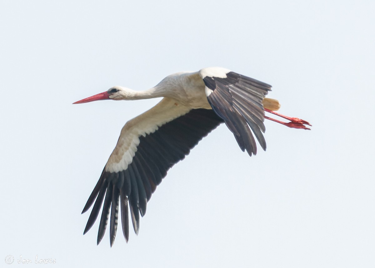 White Stork - ML512557021