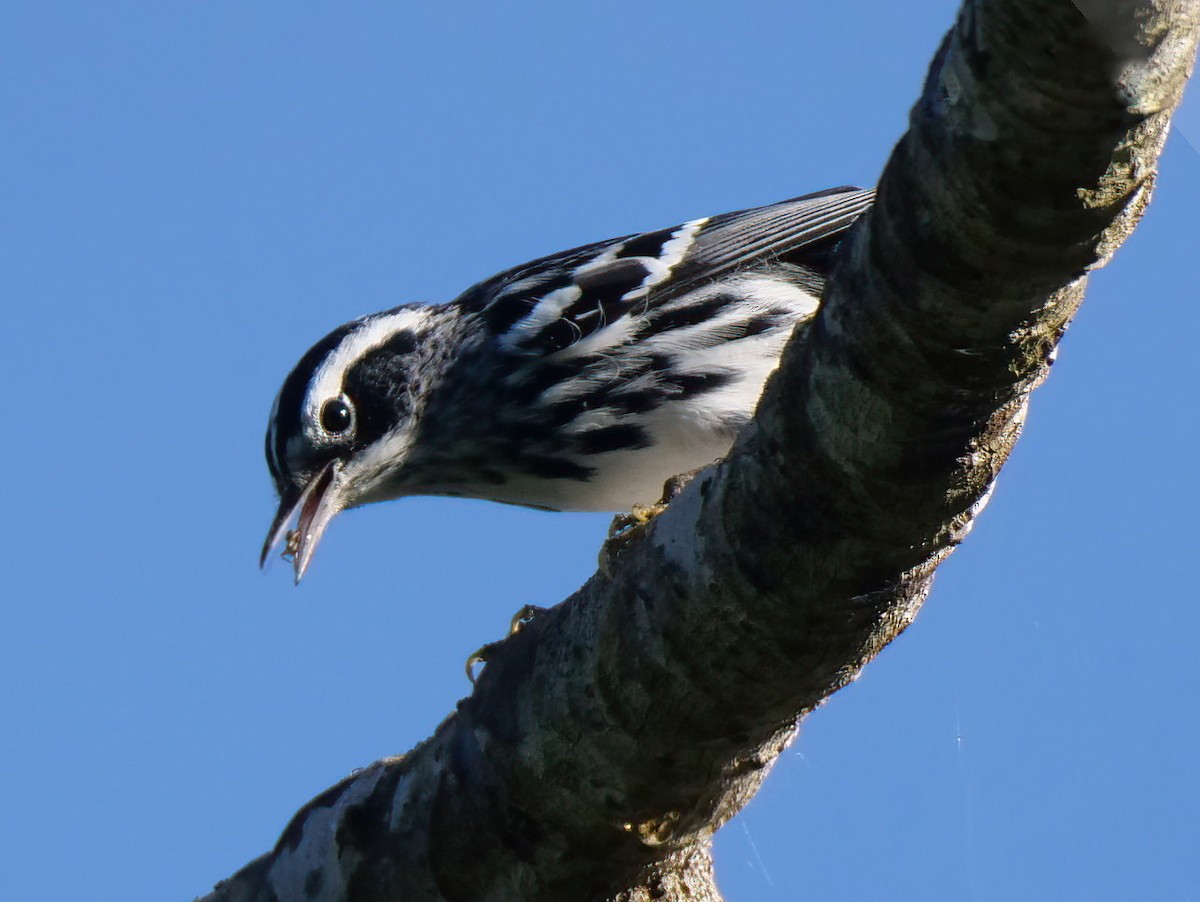 Black-and-white Warbler - ML512558051