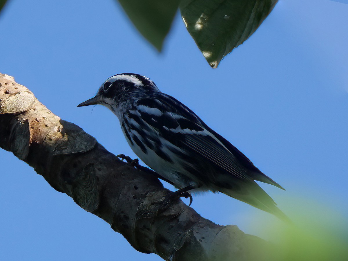 Black-and-white Warbler - ML512558061