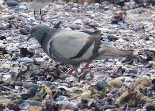 Rock Pigeon (Feral Pigeon), ML512558431