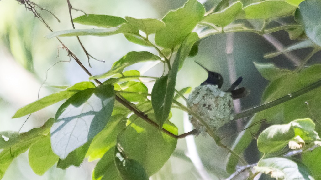 kolibřík safírový (ssp. lactea/zimmeri) - ML512559161