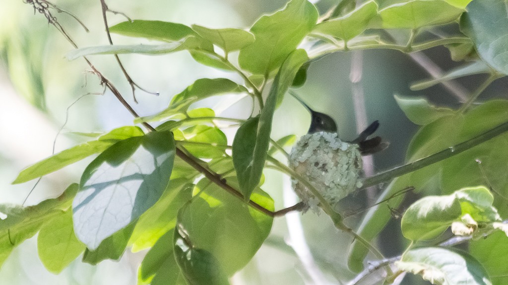 kolibřík safírový (ssp. lactea/zimmeri) - ML512559171