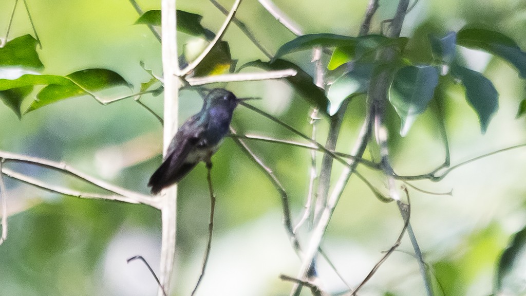 kolibřík safírový (ssp. lactea/zimmeri) - ML512559181