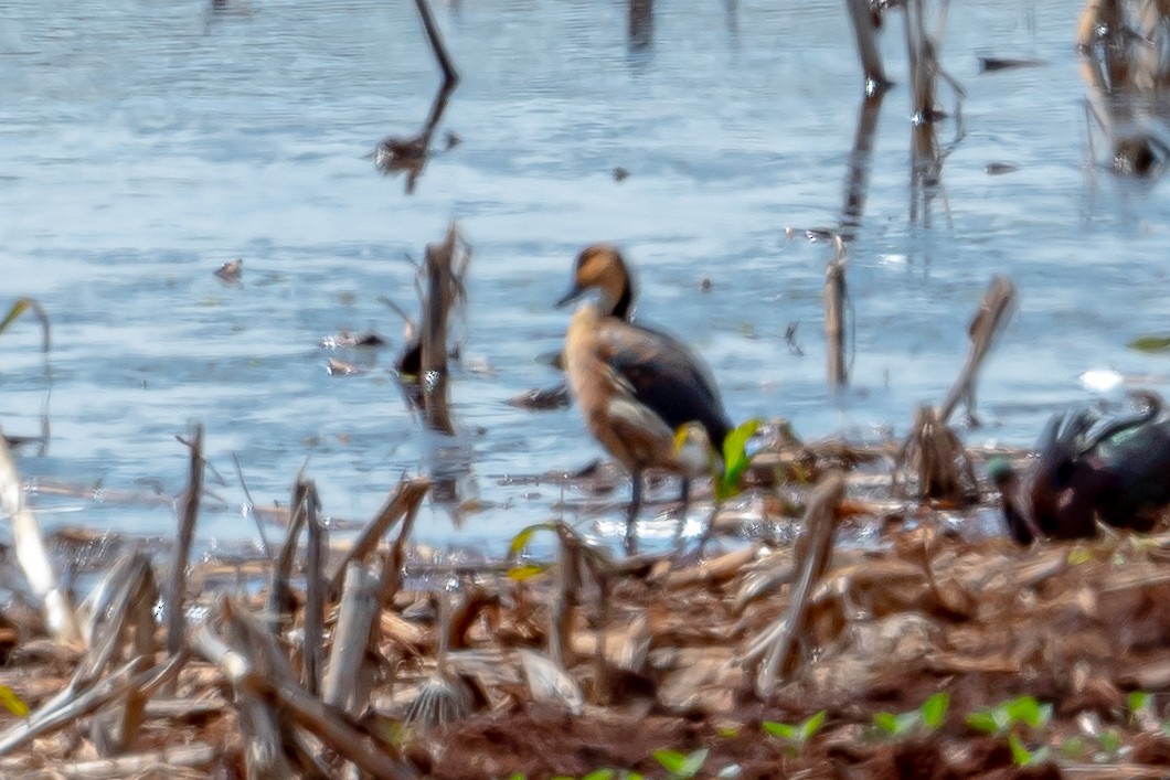 Fulvous Whistling-Duck - ML512559801
