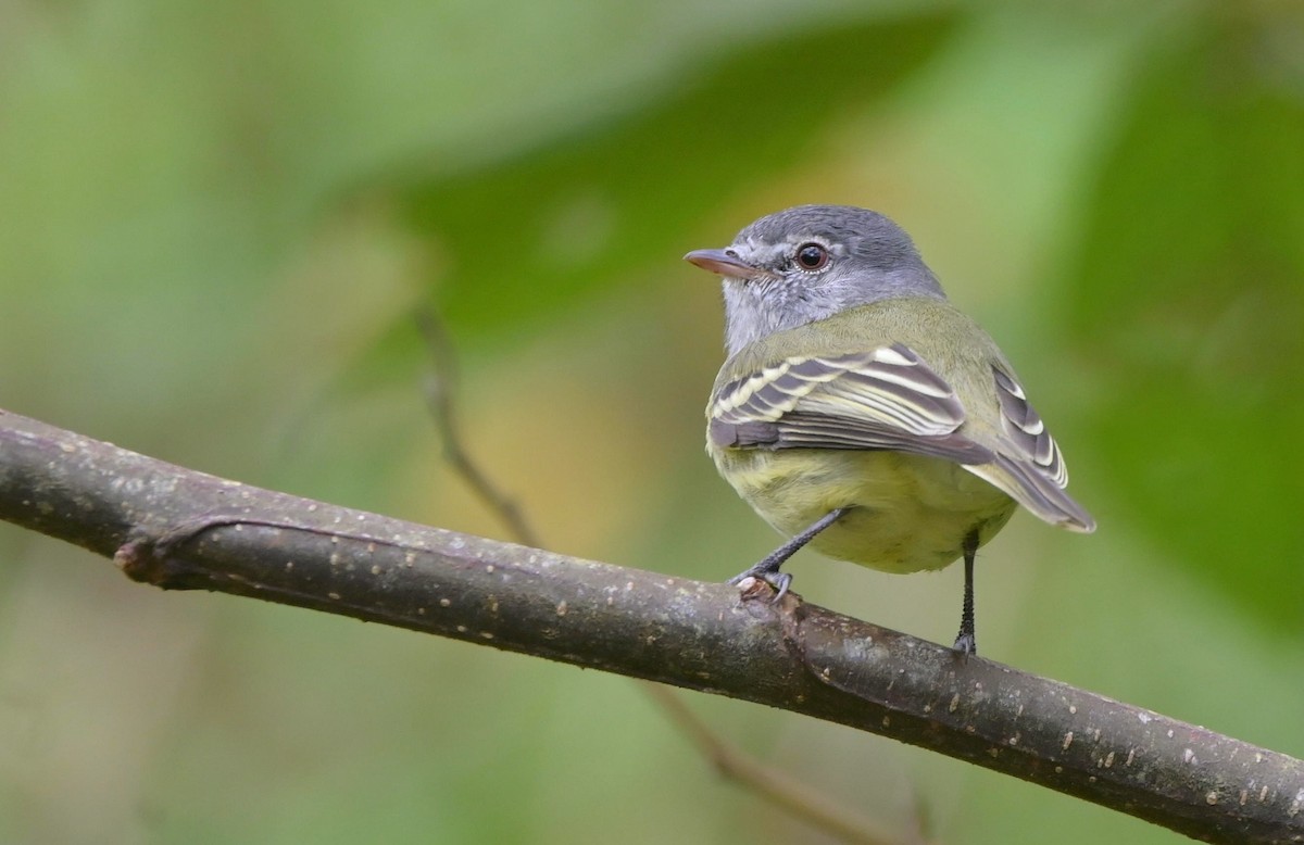 White-fronted Tyrannulet - ML512565931