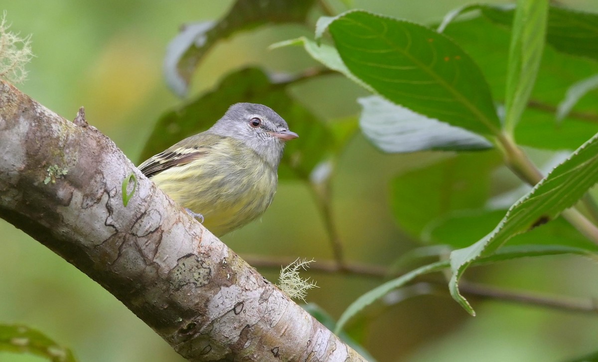 White-fronted Tyrannulet - ML512565941