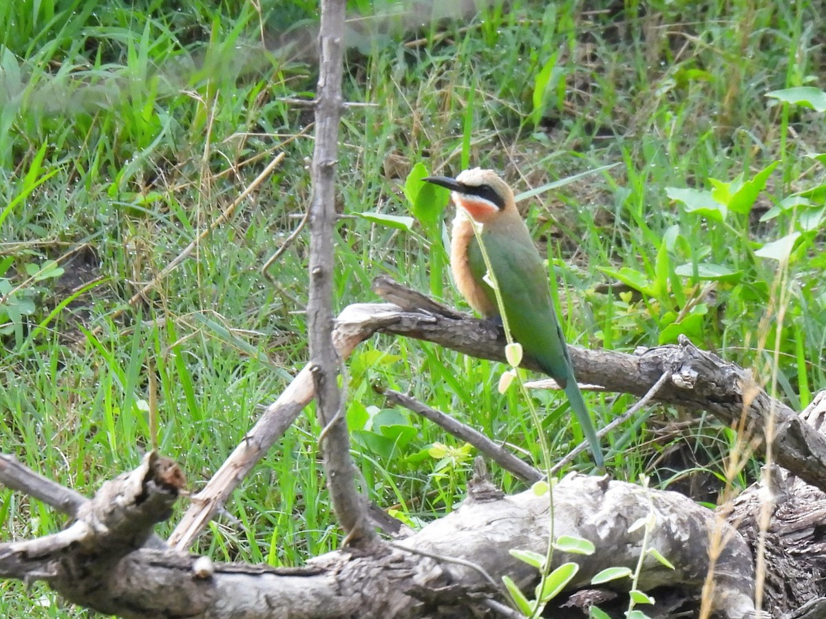 White-fronted Bee-eater - ML512567121