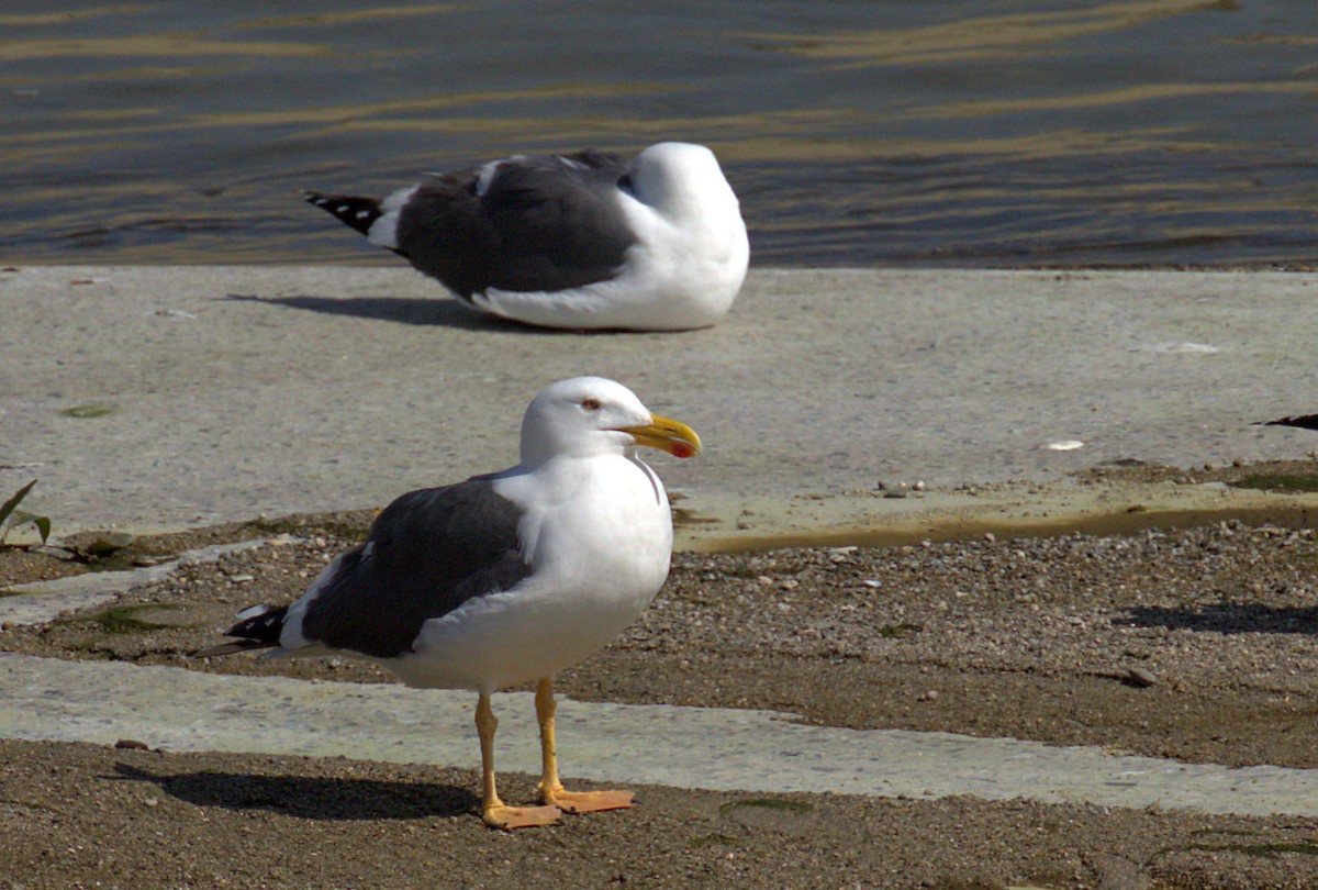 Yellow-footed Gull - ML51257141