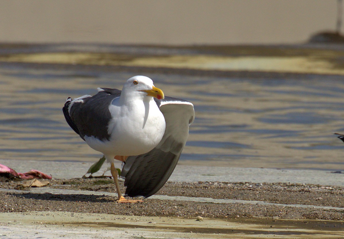 Yellow-footed Gull - ML51257161