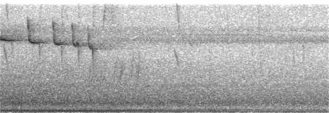 Ariane à ventre gris (groupe tzacatl) - ML51257771