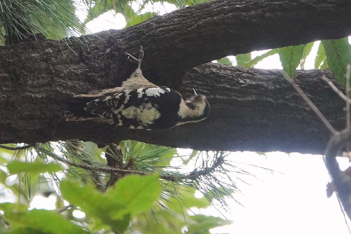 Gray-capped Pygmy Woodpecker - ML512584241