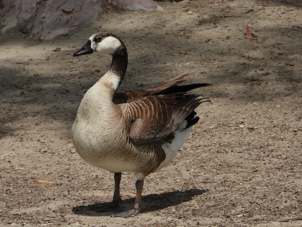 Domestic goose sp. x Canada Goose (hybrid) - ML512584571