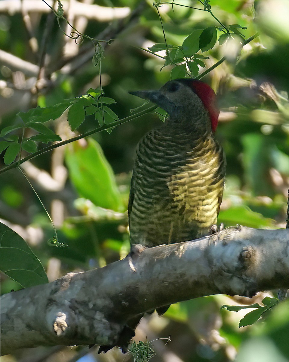 Golden-olive Woodpecker - ML512586011
