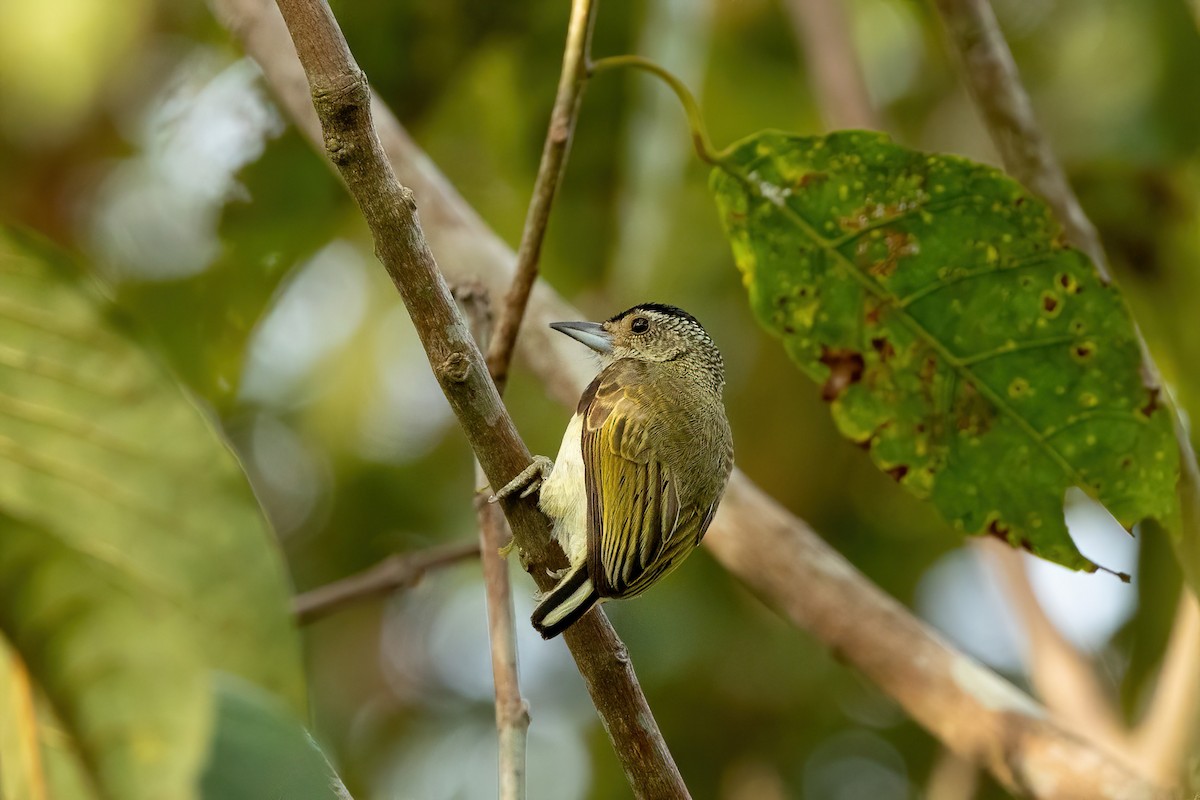 Plain-breasted Piculet - Thibaud Aronson