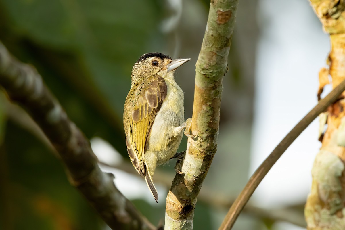Plain-breasted Piculet - Thibaud Aronson