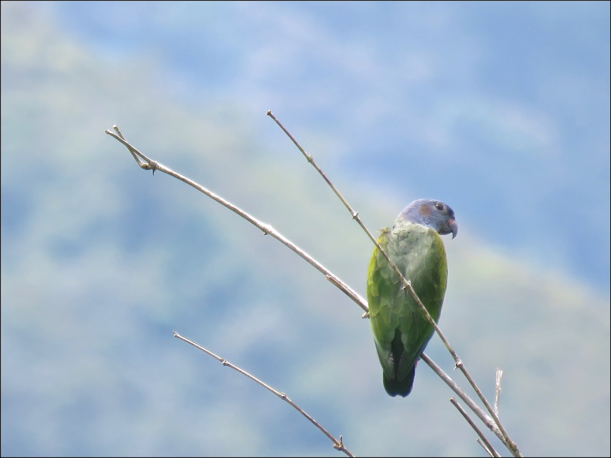 Blue-headed Parrot - Ayde Solarte