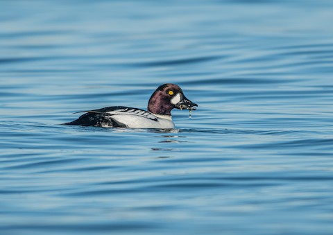 Barrow's Goldeneye - eBird