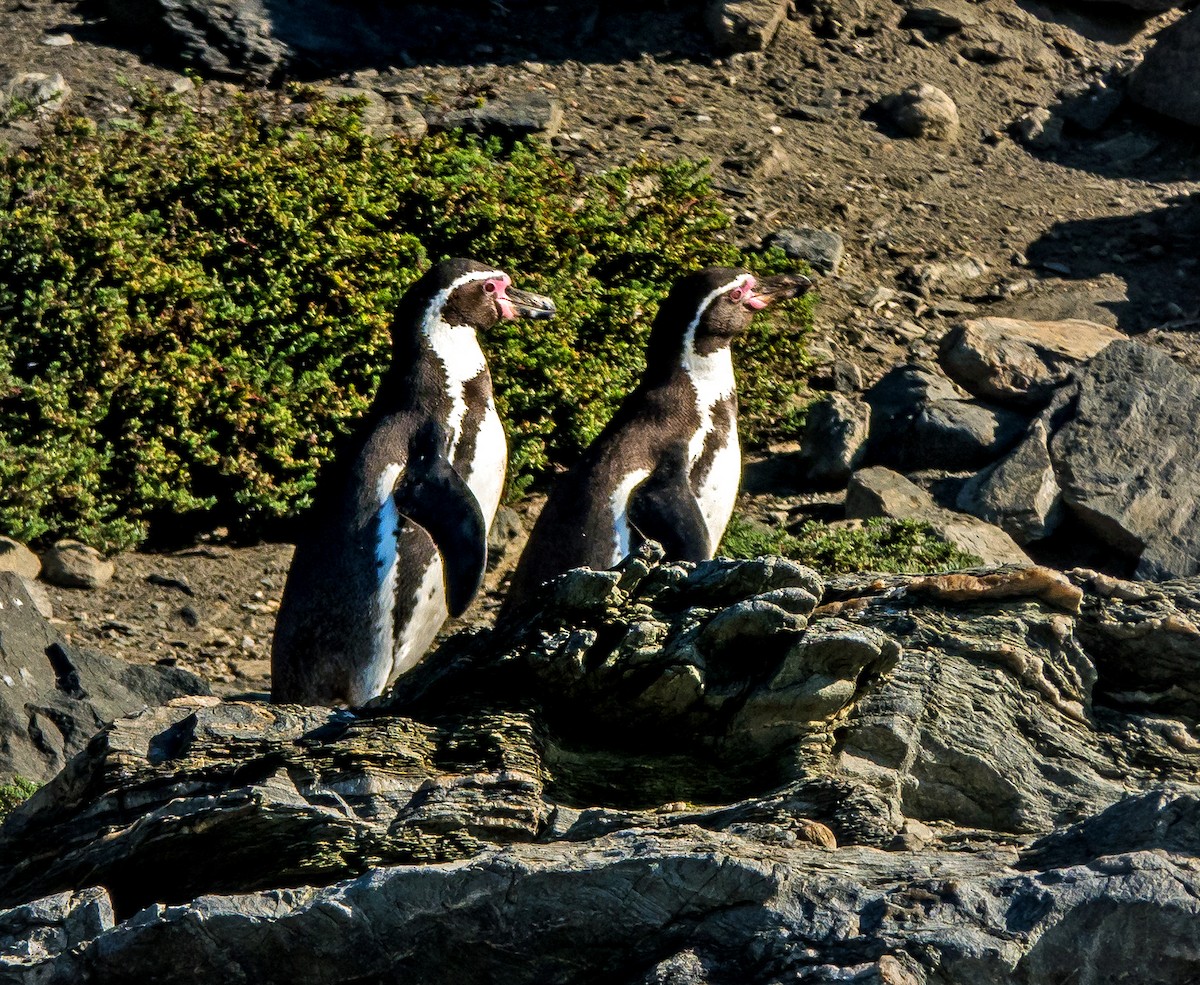 Humboldt Penguin - Russell Scott