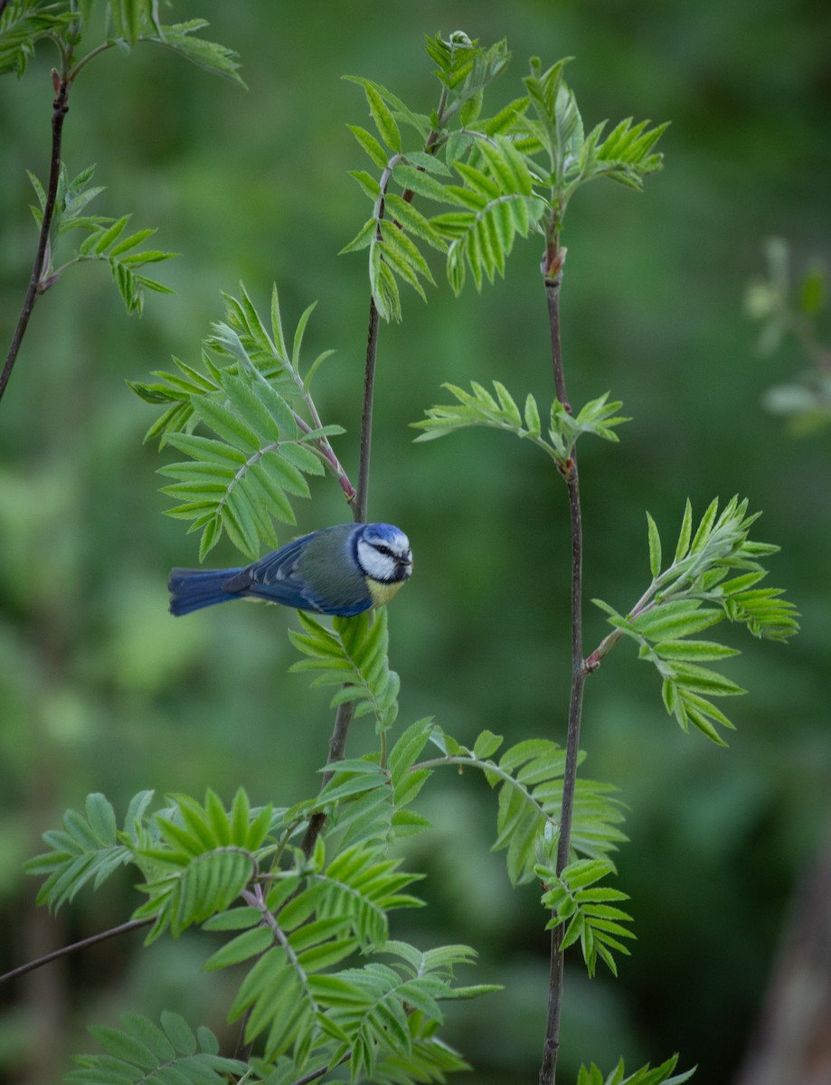 Eurasian Blue Tit - Prairie Birder