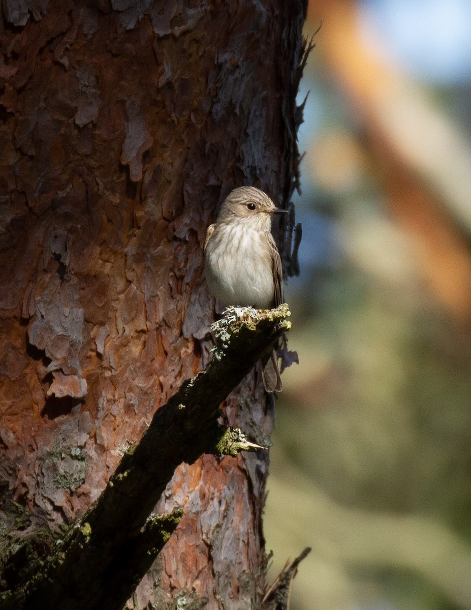 Spotted Flycatcher - Prairie Birder