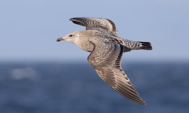 Herring x Glaucous-winged Gull (hybrid) - eBird