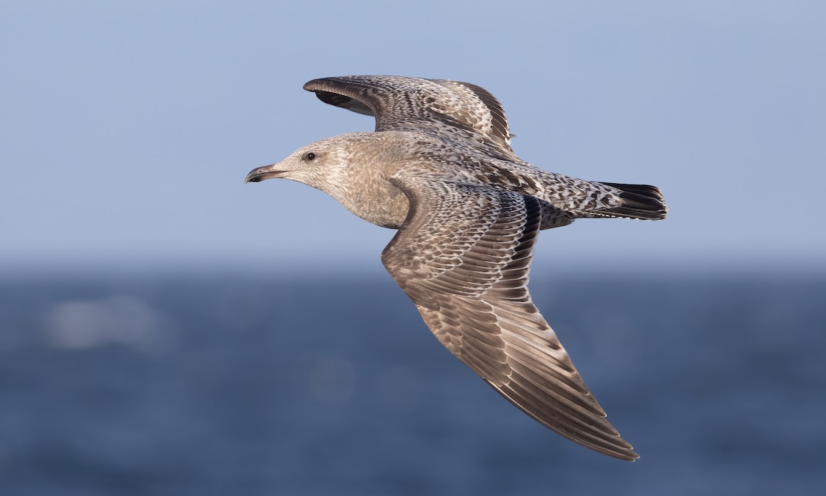 Herring x Glaucous-winged Gull (hybrid) - ML512593081