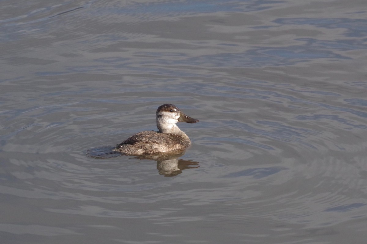 Ruddy Duck - ML512595401