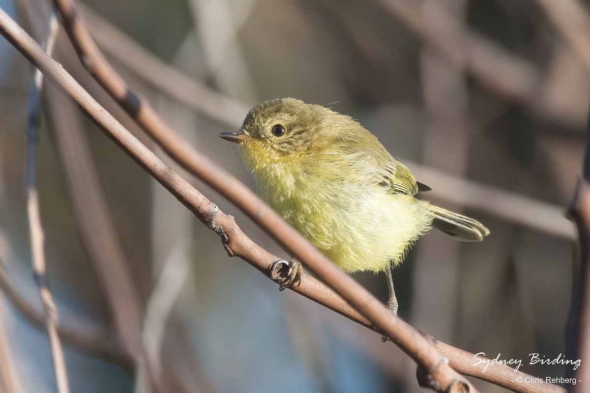 Yellow Thornbill - Chris Rehberg  | Sydney Birding