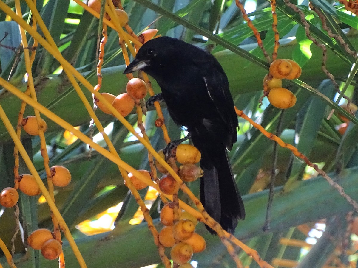 White-lined Tanager - ML51259871