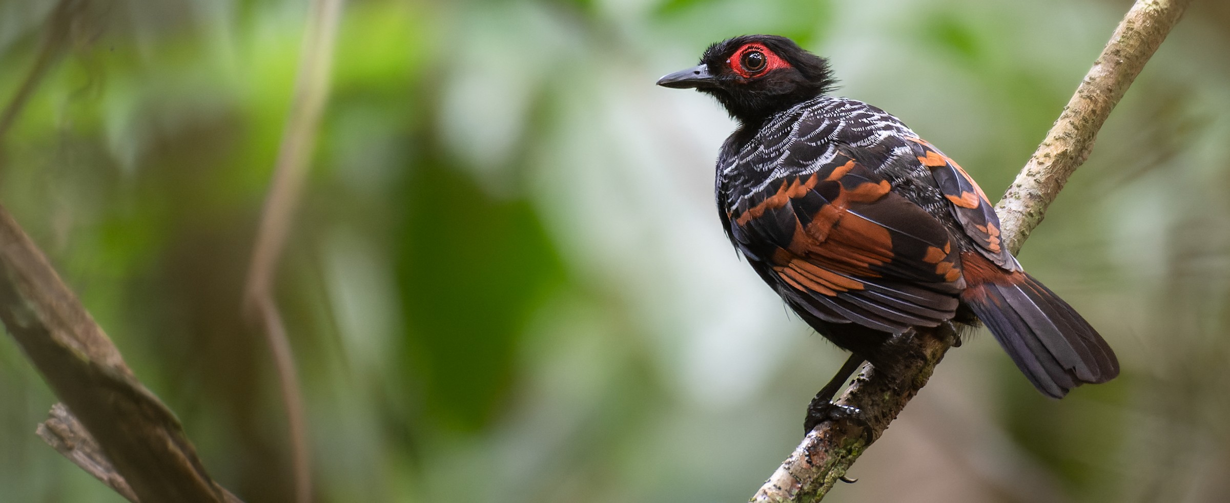 Birds of the World - Cornell Lab of Ornithology