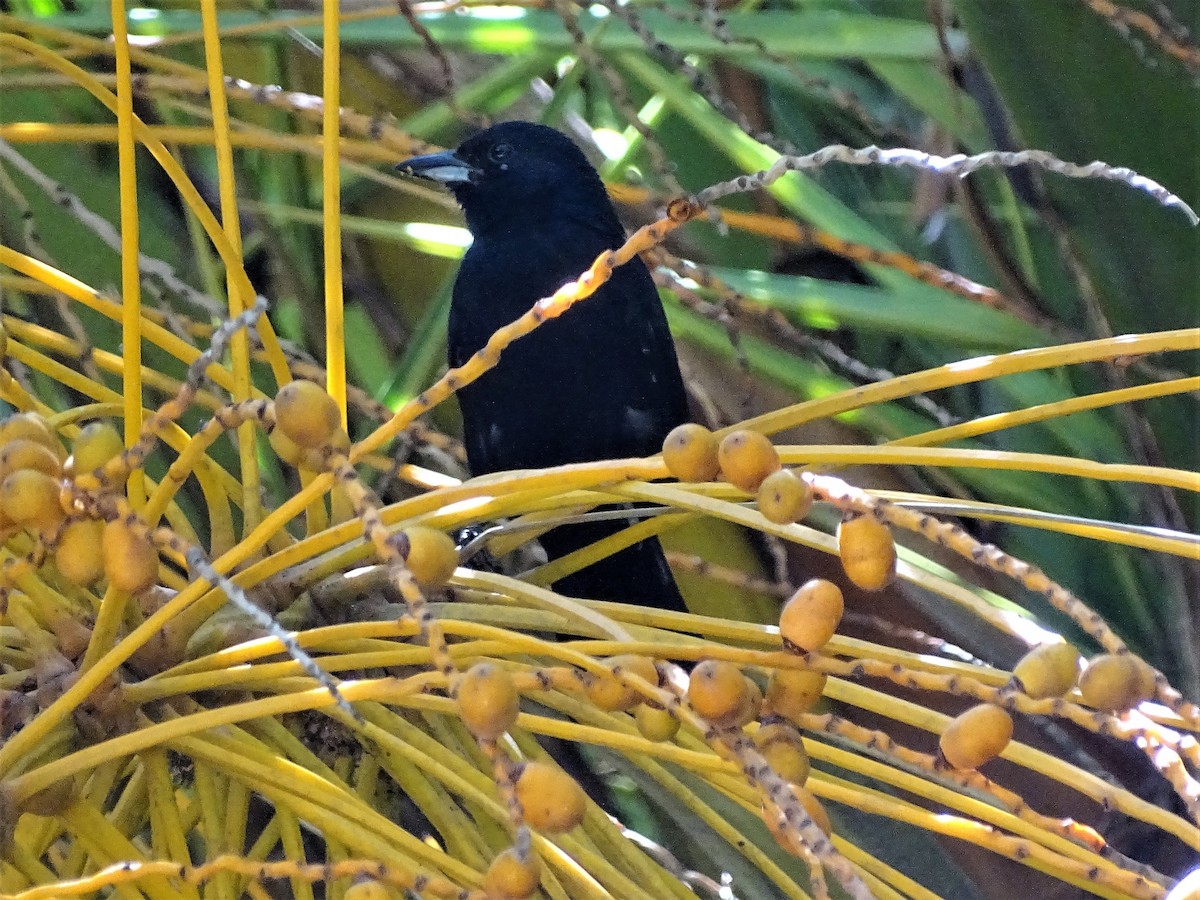 White-lined Tanager - ML51259911