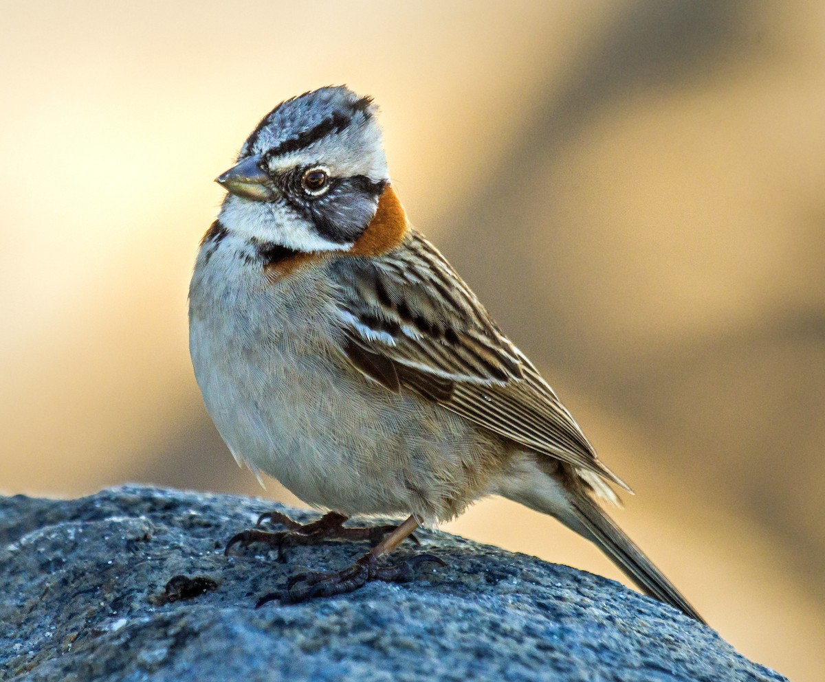 Rufous-collared Sparrow - ML512599191