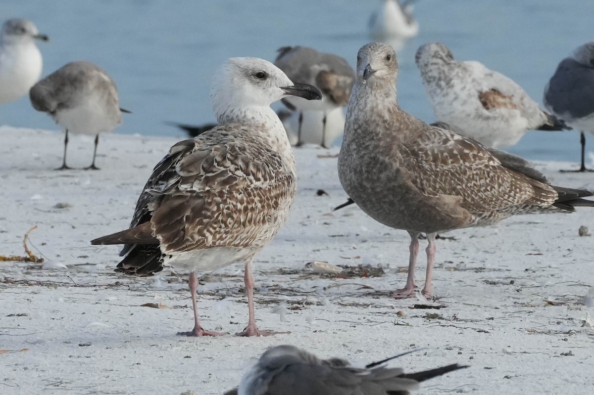 Great Black-backed Gull - ML512599321