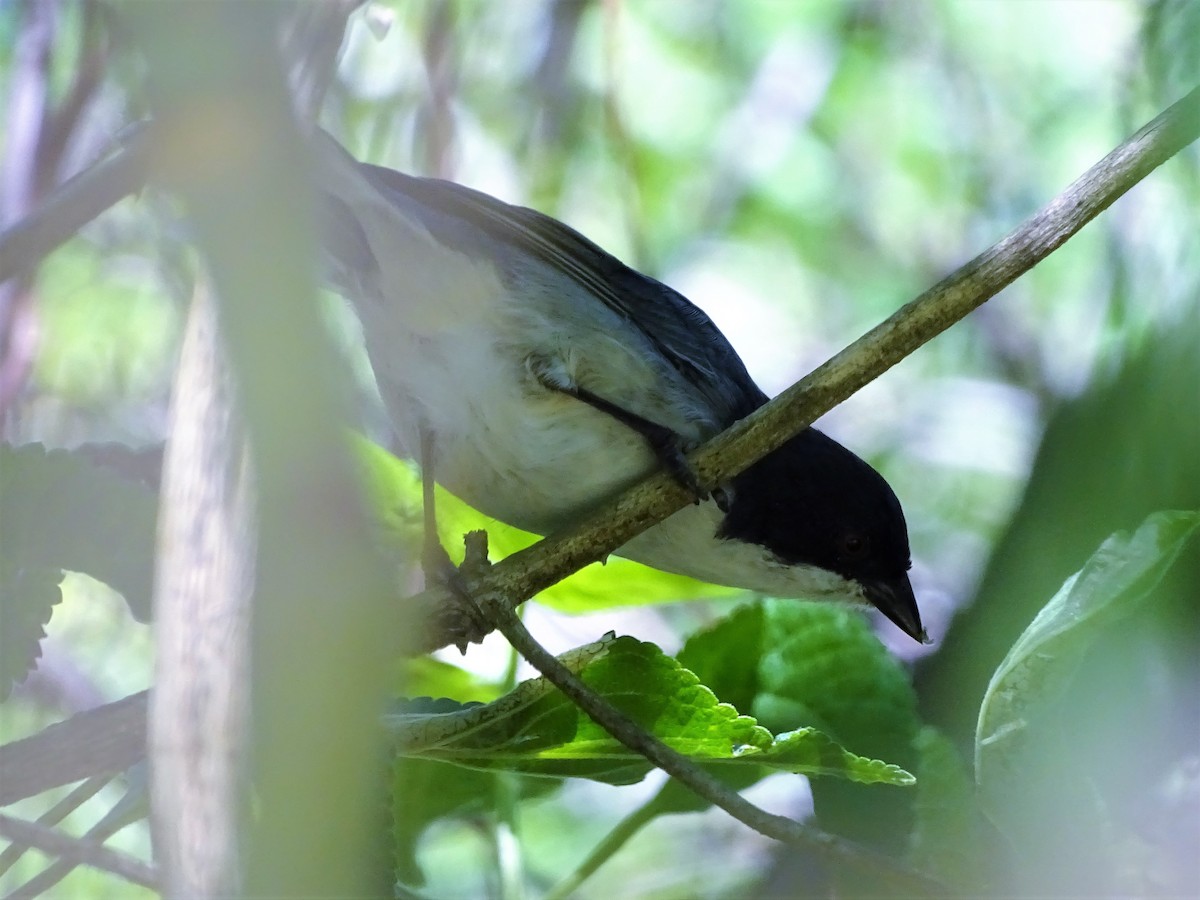 Black-capped Warbling Finch - ML51259941