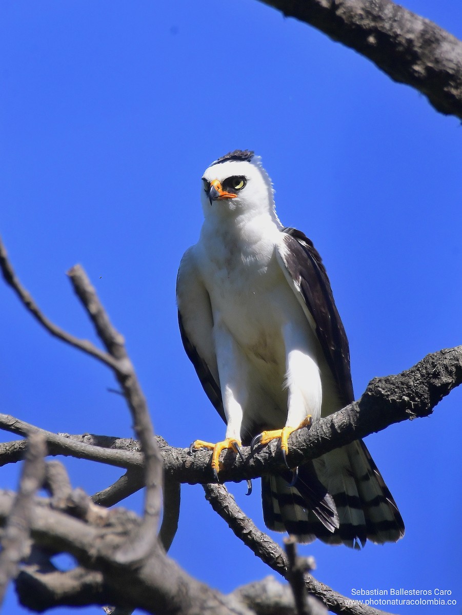 Black-and-white Hawk-Eagle - sebastian ballesteros caro