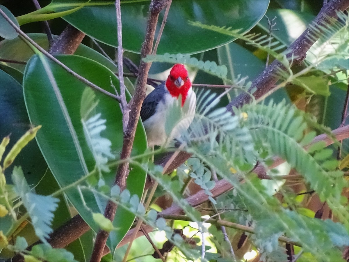 Red-crested Cardinal - ML51260091