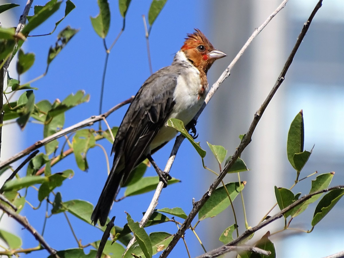 Red-crested Cardinal - ML51260101